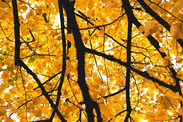 Papier Peint Avec Arbre Automne Coloré Avec Des Branches Pleines — Photo