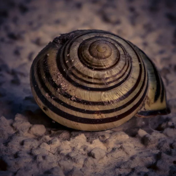 石の上にカタツムリの殻の選択的フォーカスショット — ストック写真