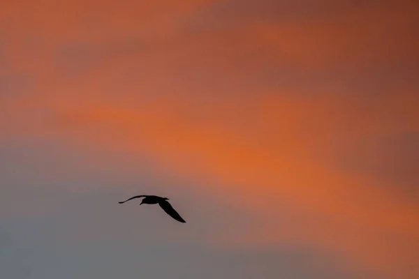 Oiseau Volant Dans Beau Ciel Pendant Coucher Soleil — Photo