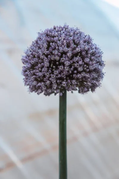Termő Virág Hagyma Magjaival — Stock Fotó