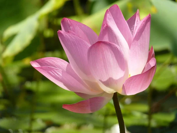 在一个宁静的乡村的池塘里 一张漂亮的粉色荷花的特写照片 — 图库照片