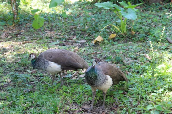 Los Hermosos Pavos Reales Femeninos Verdes Marrones Caminando Sobre Hierba —  Fotos de Stock