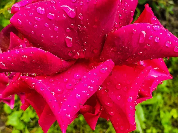 Макроснимок Красивой Розовой Розы Покрытой Прозрачными Каплями Дождя — стоковое фото