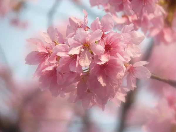 Mooie Roze Cherry Blossom Bloemen — Stockfoto