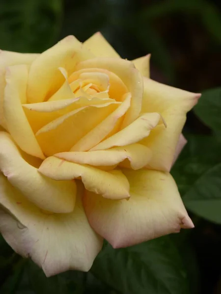 这是一朵美丽的黄色玫瑰的特写 — 图库照片