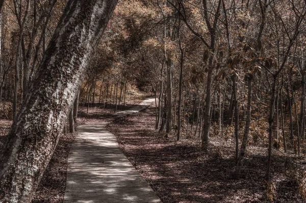 Caminho Cinzento Que Conduz Através Parque Assustador Com Árvores Castanhas — Fotografia de Stock