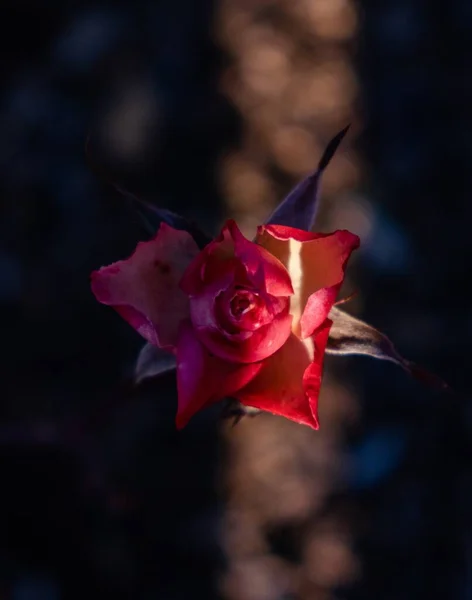 Tiro Foco Seletivo Vertical Uma Rosa Rosa — Fotografia de Stock