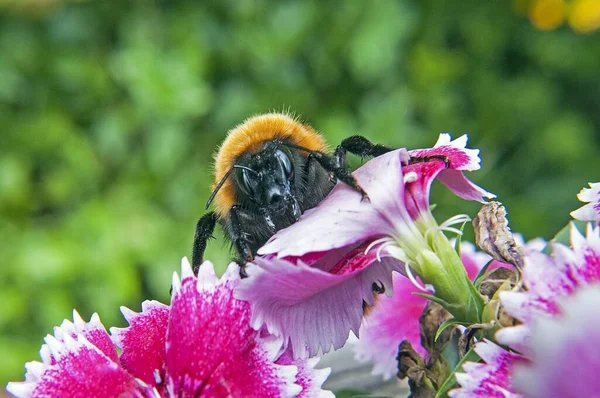 Közelkép Bombus Dahlbomii Méhéről Egy Virágzó Fán — Stock Fotó