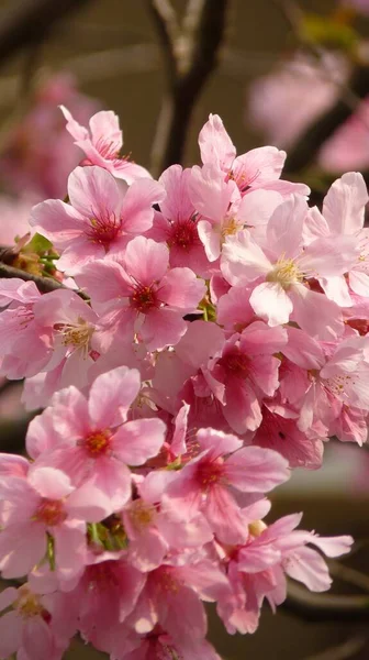 Een Verticale Shot Van Bloeiende Kersenbloesem Bloemen Perfect Voor Mobiel — Stockfoto