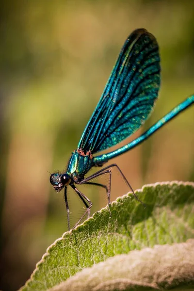 Macro Shot Blue Net Winged Insect Sitting Leaf — Stock Photo, Image