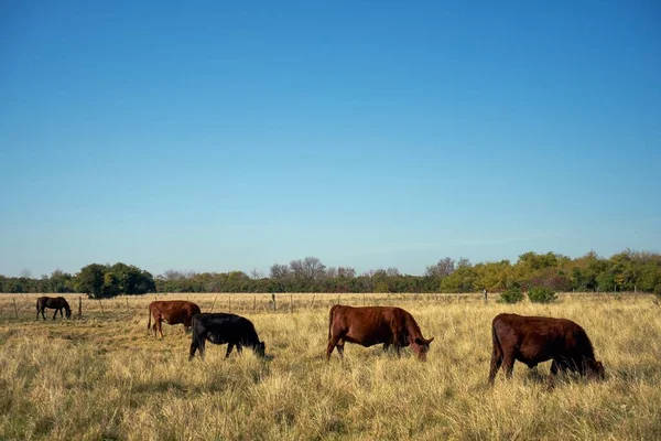 Grupo Vacas Cavalos Pastando Prado Sob Céu Azul — Fotografia de Stock