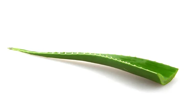 Aloe Vera Tanaman Terisolasi Pada Latar Belakang Putih Aloe Vera — Stok Foto