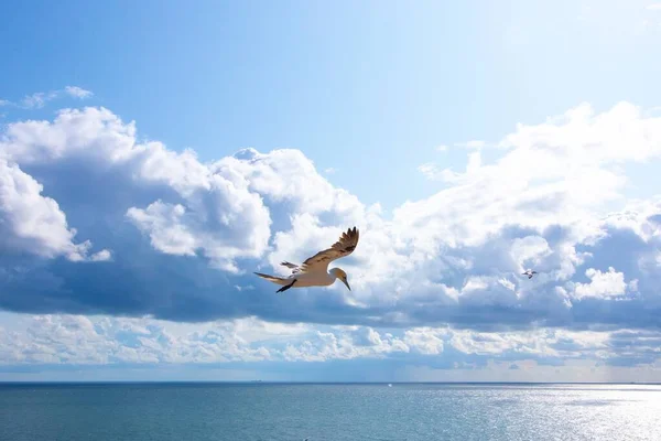 White Seagull Flying Sunny Sky Some Fluffy Clouds Background — Stock Photo, Image