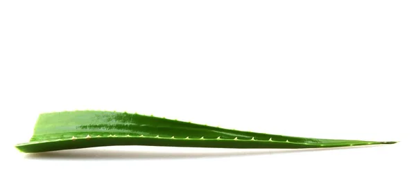 Aloe Vera Planta Isolada Sobre Fundo Branco Aloe Vera Uma — Fotografia de Stock