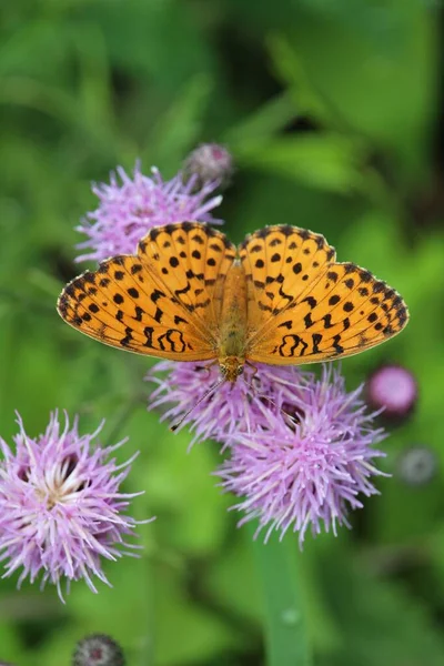 アザミにオレンジ色の蝶の高角度ショット — ストック写真
