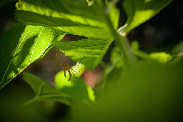 緑の葉の上を歩く長い足の虫 — ストック写真