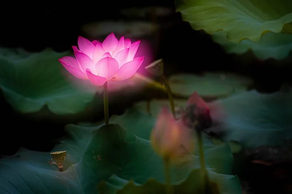 Eine Flache Fokusaufnahme Schöner Heiliger Lotusblumen — Stockfoto