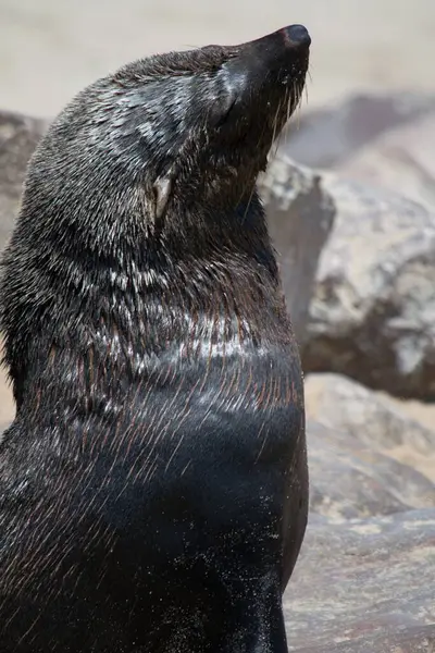 Close Seal Enjoying Sun Closed Eyes Animal Wildlife — Stock Photo, Image
