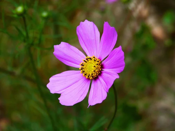 Foyer Doux Une Fleur Cosmos Jardin Rose Sur Fond Flou — Photo