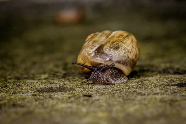 커다란 달팽이의 사진이 위에서 천천히 기어오르고 — 스톡 사진