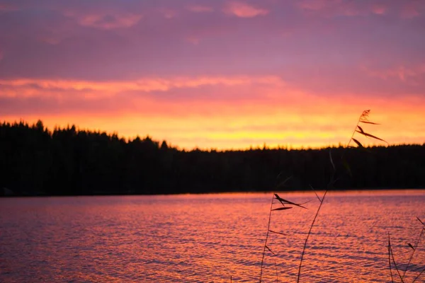 Frumos Apus Soare Roz Deasupra Unui Lac Silueta Copaci Orizont — Fotografie, imagine de stoc