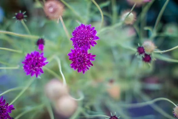 Colpo Messa Fuoco Superficiale Bel Fiore Vibrante Uno Sfondo Estetico — Foto Stock