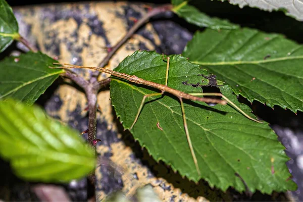 Een Close Shot Van Een Fasmide Groene Planten — Stockfoto