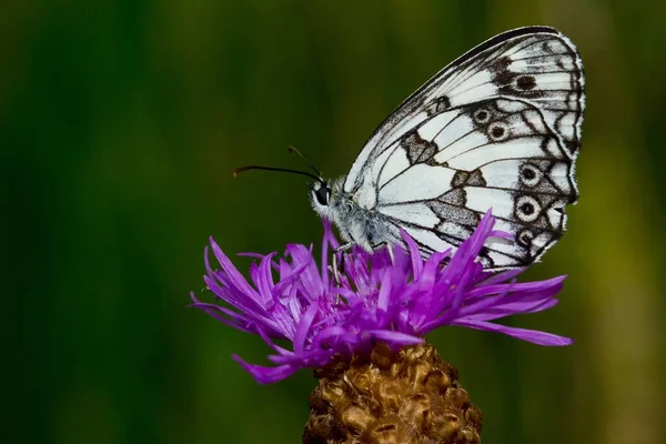 Foco Raso Uma Bela Borboleta Branca Com Pontos Pretos Uma — Fotografia de Stock