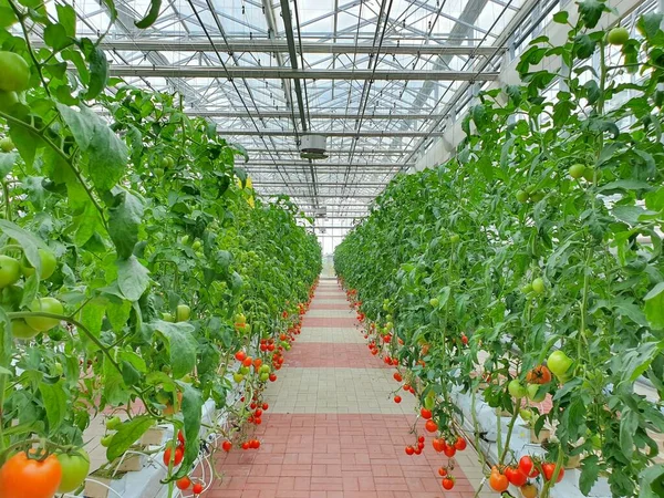 垂直耕作是未来粮食的可持续农业 — 图库照片