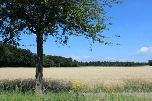 Una Vista Ampio Campo Con Erba Marrone Circondato Alberi Sotto — Foto Stock