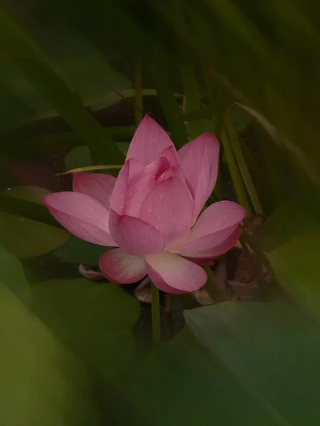 穏やかな田園地帯の池で美しいピンクの蓮の花のクローズアップショット — ストック写真