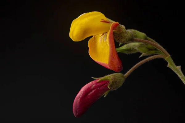 Які Кольори Квітучої Горохової Рослини Крупним Планом Жовтими Червоними Пелюстками — стокове фото
