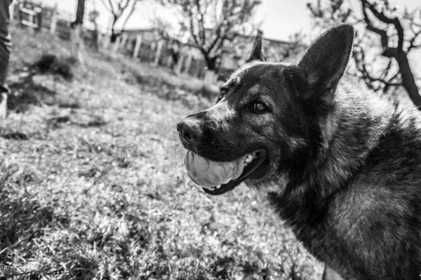 Topla Oynayan Sevimli Bir Alman Çoban Köpeğinin Gri Tonlu Görüntüsü — Stok fotoğraf