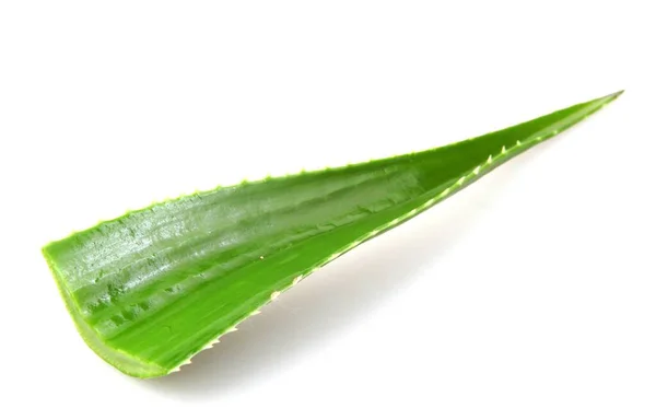 Aloe Vera Planta Isolada Sobre Fundo Branco Aloe Vera Uma — Fotografia de Stock