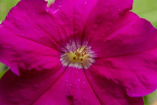 Primer Plano Flor Rosa Petunia Con Stigma Pistillum Anther Androecium — Foto de Stock