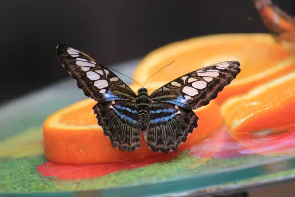 Enfoque Suave Una Mariposa Azul Malaya Clipper Encaramada Naranjas Rodajas — Foto de Stock