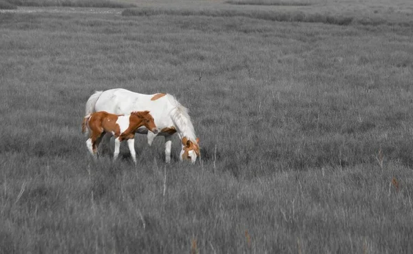 Прекрасный Вид Двух Коричневых Белых Лошадей Фоне Серой Фермы — стоковое фото