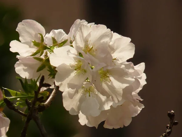 満開の桜の花のクローズアップショット 背景に最適です — ストック写真