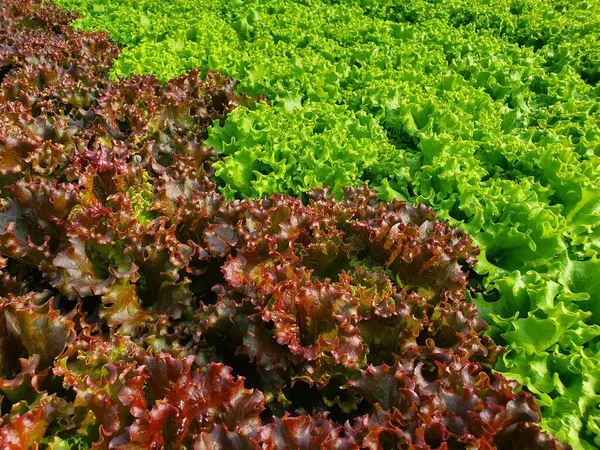 Verticale Landbouw Duurzame Landbouw Voor Toekomstig Voedsel — Stockfoto