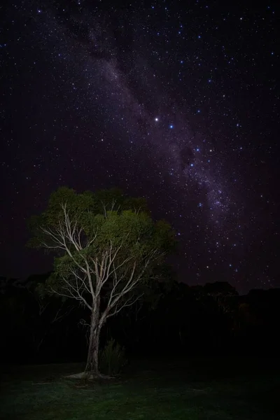 Disparo Vertical Solo Árbol Bajo Cielo Estrellado Parque Nacional Grampians — Foto de Stock