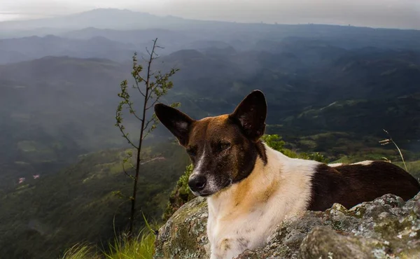 Plano Horizontal Lindo Cárdigan Galés Corgi Una Alta Montaña —  Fotos de Stock