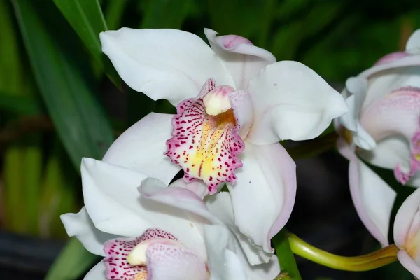 Detailní Záběr Rozkvetlých Krásných Bílých Orchidejí — Stock fotografie