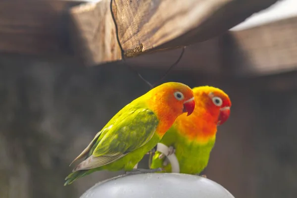 Les Perroquets Amour Mignons Adorables Colorés — Photo