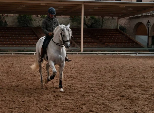 Crdoba España Febrero 2020 Una Persona Montando Caballo Corral Crdoba — Foto de Stock