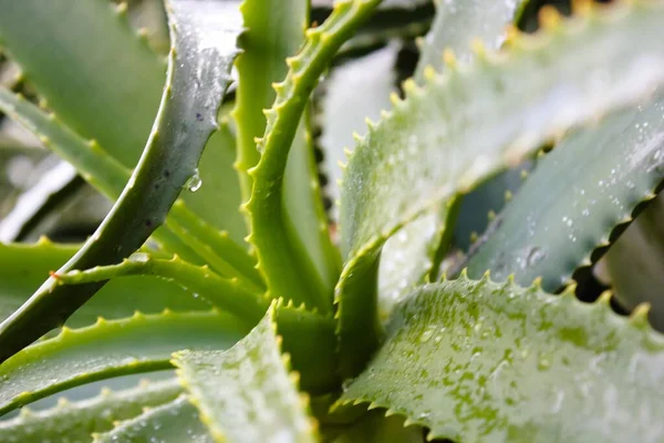 Zbliżenie Ujęcie Świeżego Zielonego Aloesu Vera Listowie Kroplami Wody — Zdjęcie stockowe