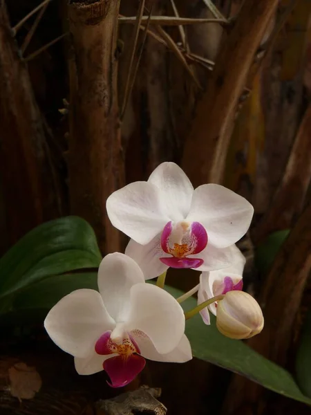 Detailní Záběr Krásné Orchideje Květiny Zahradě — Stock fotografie