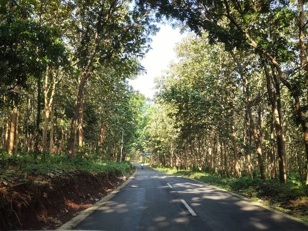 Belo Tiro Uma Estrada Forrada Com Árvores — Fotografia de Stock