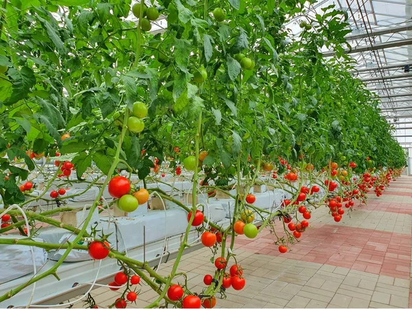 Vertikale Landwirtschaft Ist Nachhaltige Landwirtschaft Für Die Ernährung Der Zukunft — Stockfoto