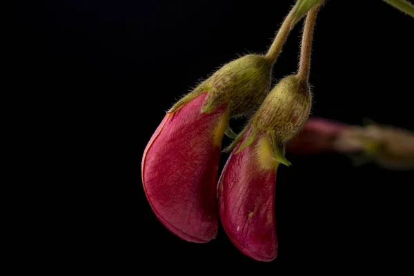 Soft colours of flowering pigeon pea plant closeup with yellow and reddish petals. Low key studio still life of greenery herb against a dark backdrop