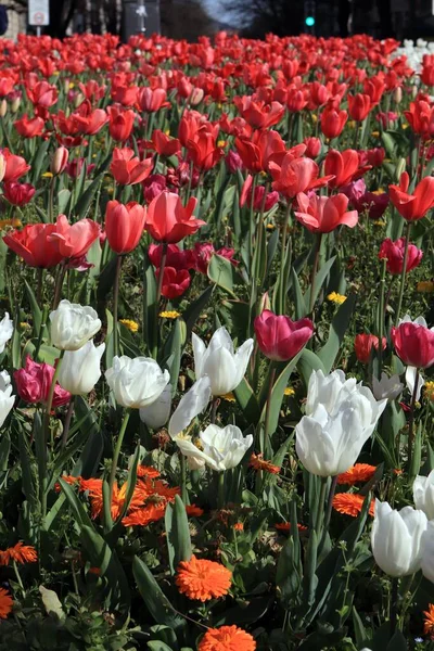Ein Feld Der Blühenden Schönen Tulpen Frühling — Stockfoto